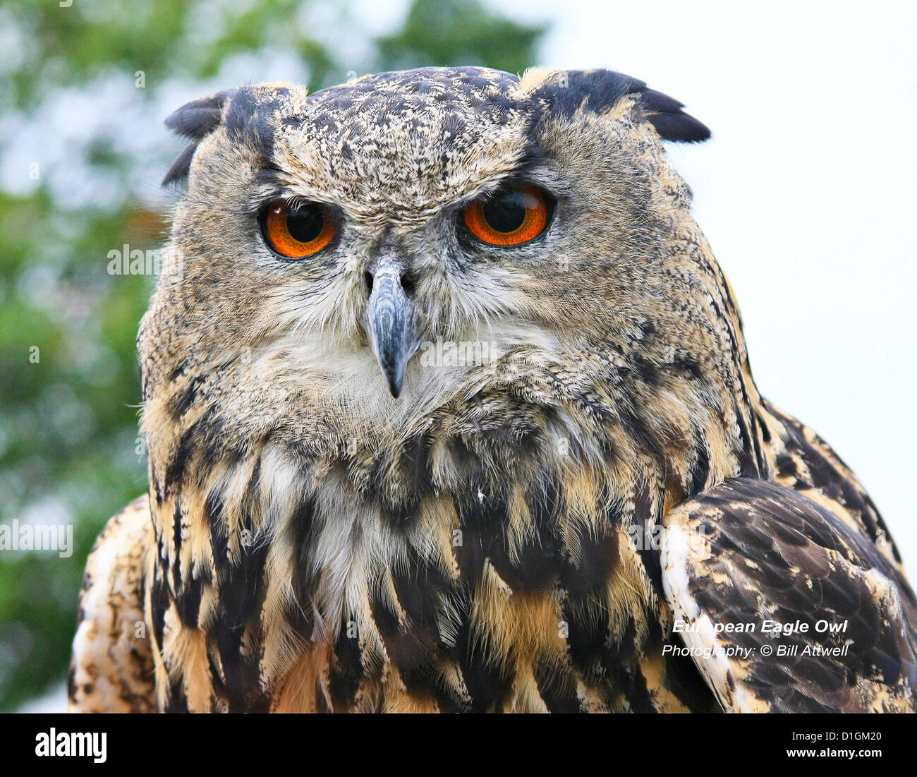 European Eagle Owl Stock Photo