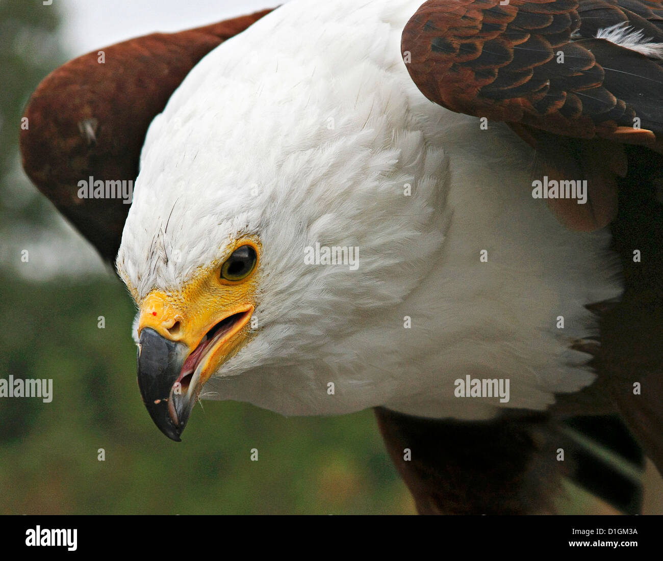 African Fish Eagle Stock Photo