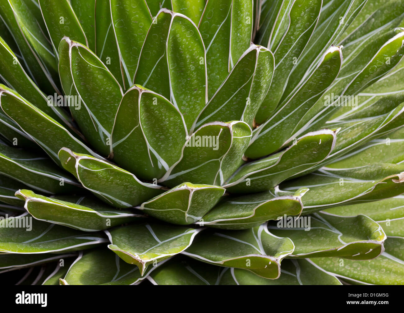 Details and Patterns of Green Hard Leafs Stock Photo
