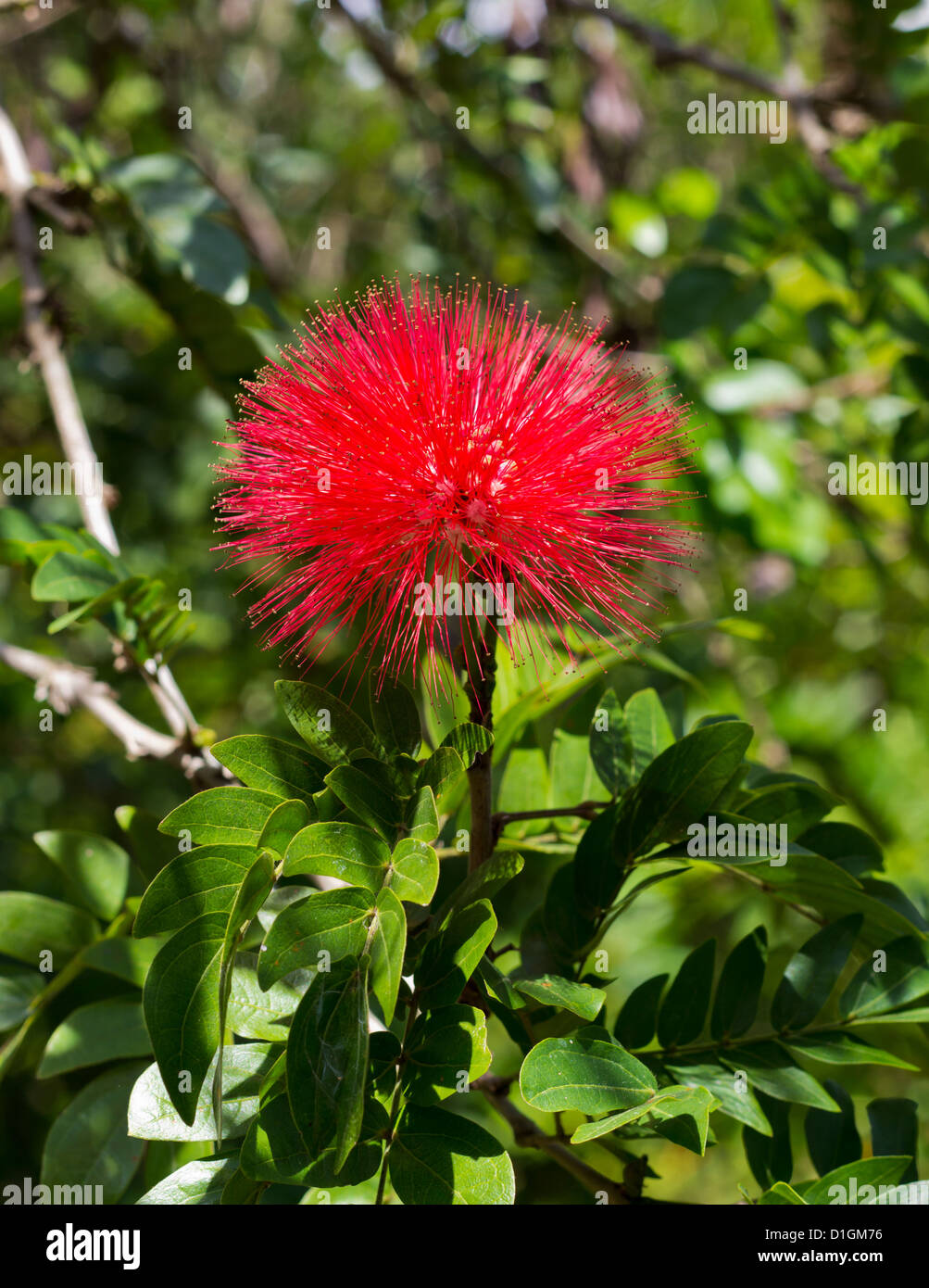 Single Red Powderpuff Flower in a bright day Stock Photo - Alamy