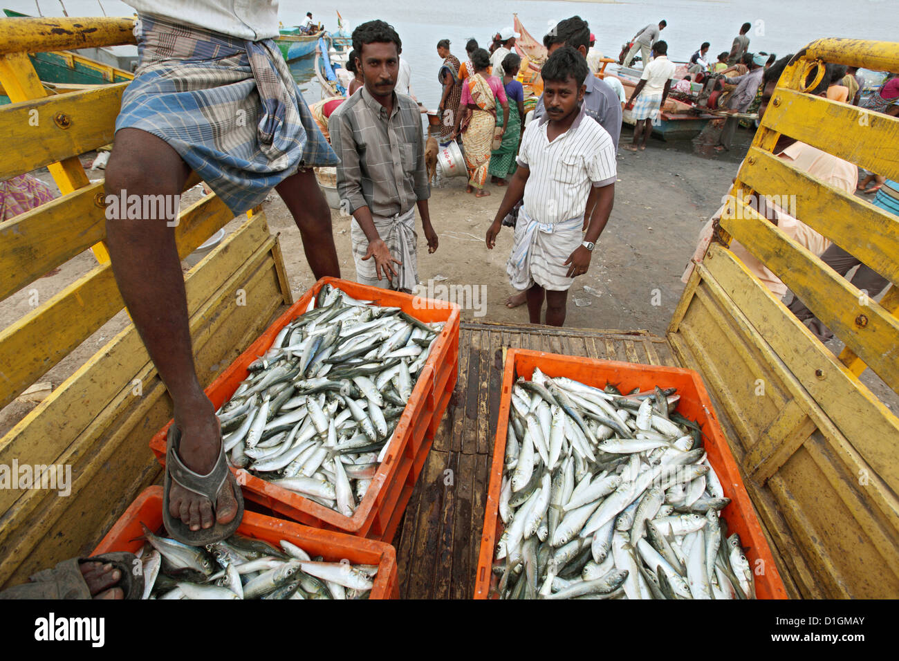 Annankoil, India, Fischhaendler with freshly caught fish in the fishing port Stock Photo