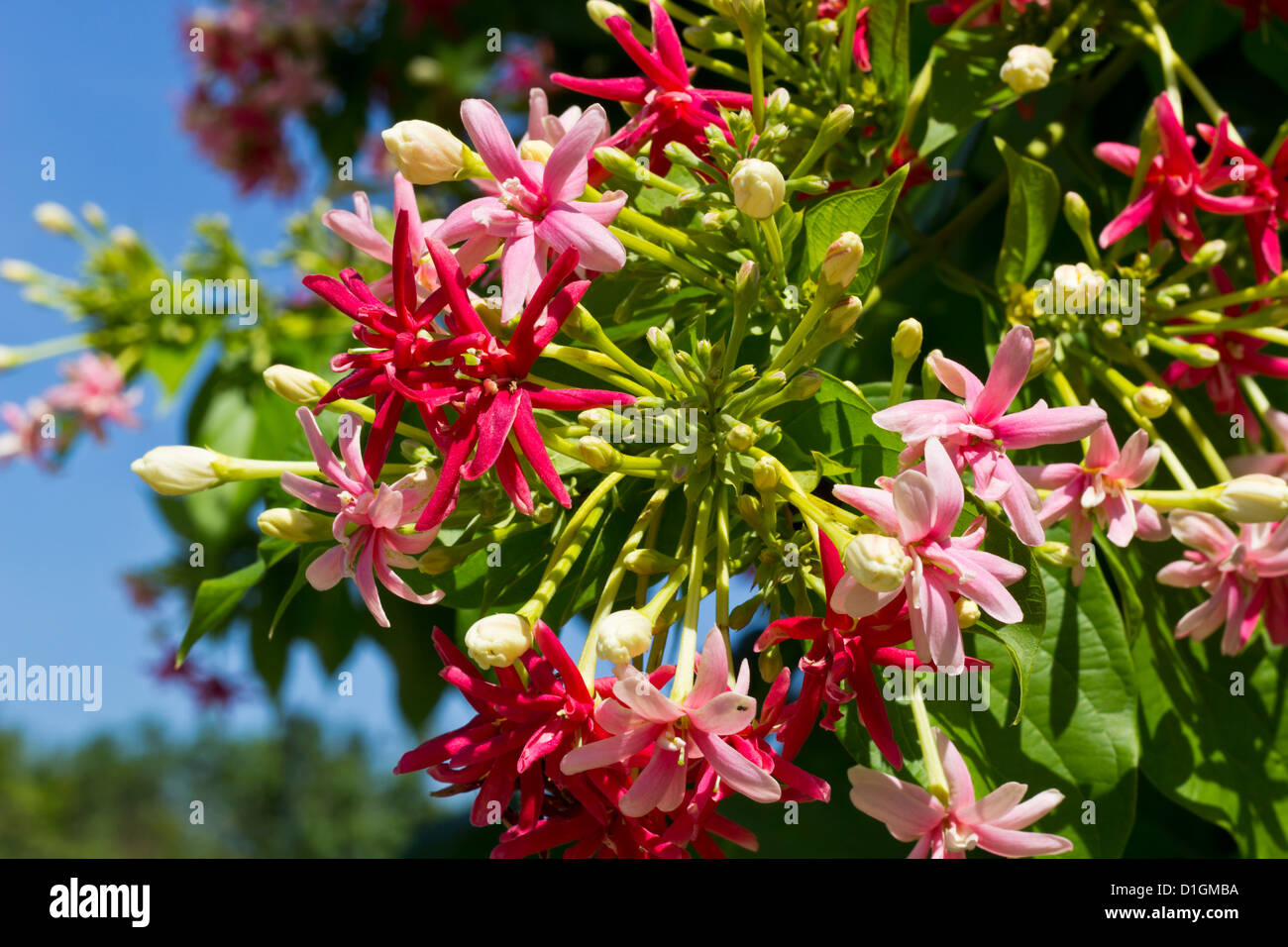Pink Bouquet of Quisqualis Indica in the Public Garden. Stock Photo