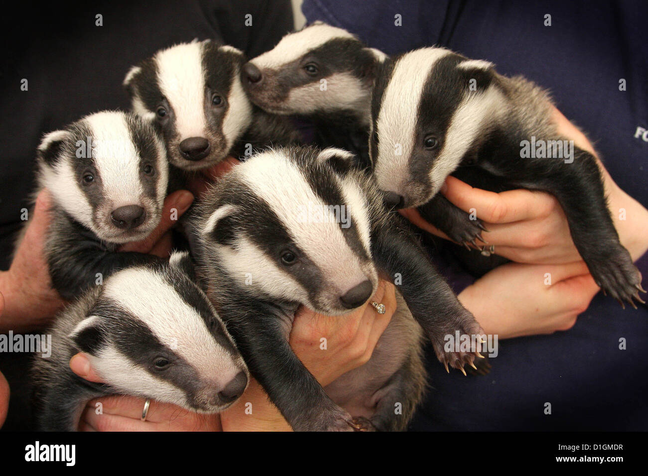 Rescued baby badger cubs Stock Photo