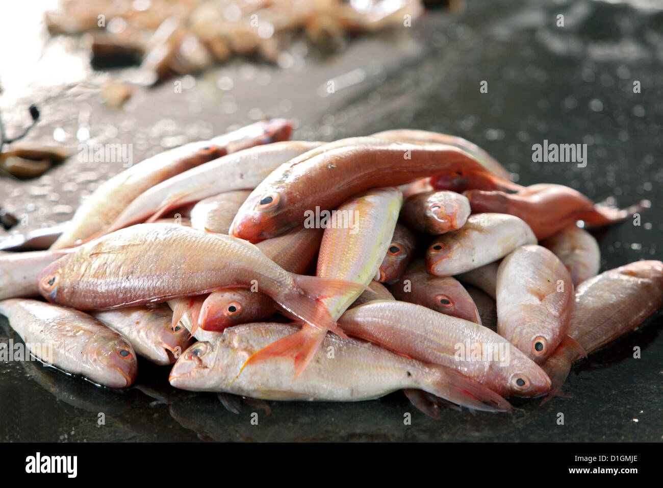 Cuddalore, India, fresh fish at a fish market Stock Photo Alamy