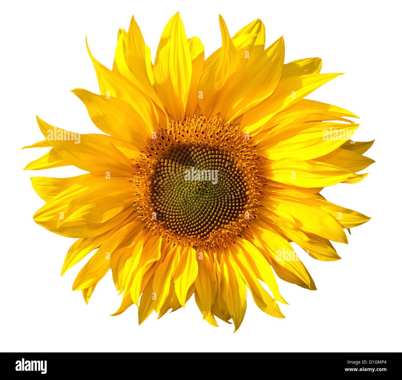Yellow sunflower isolated on white background Stock Photo - Alamy