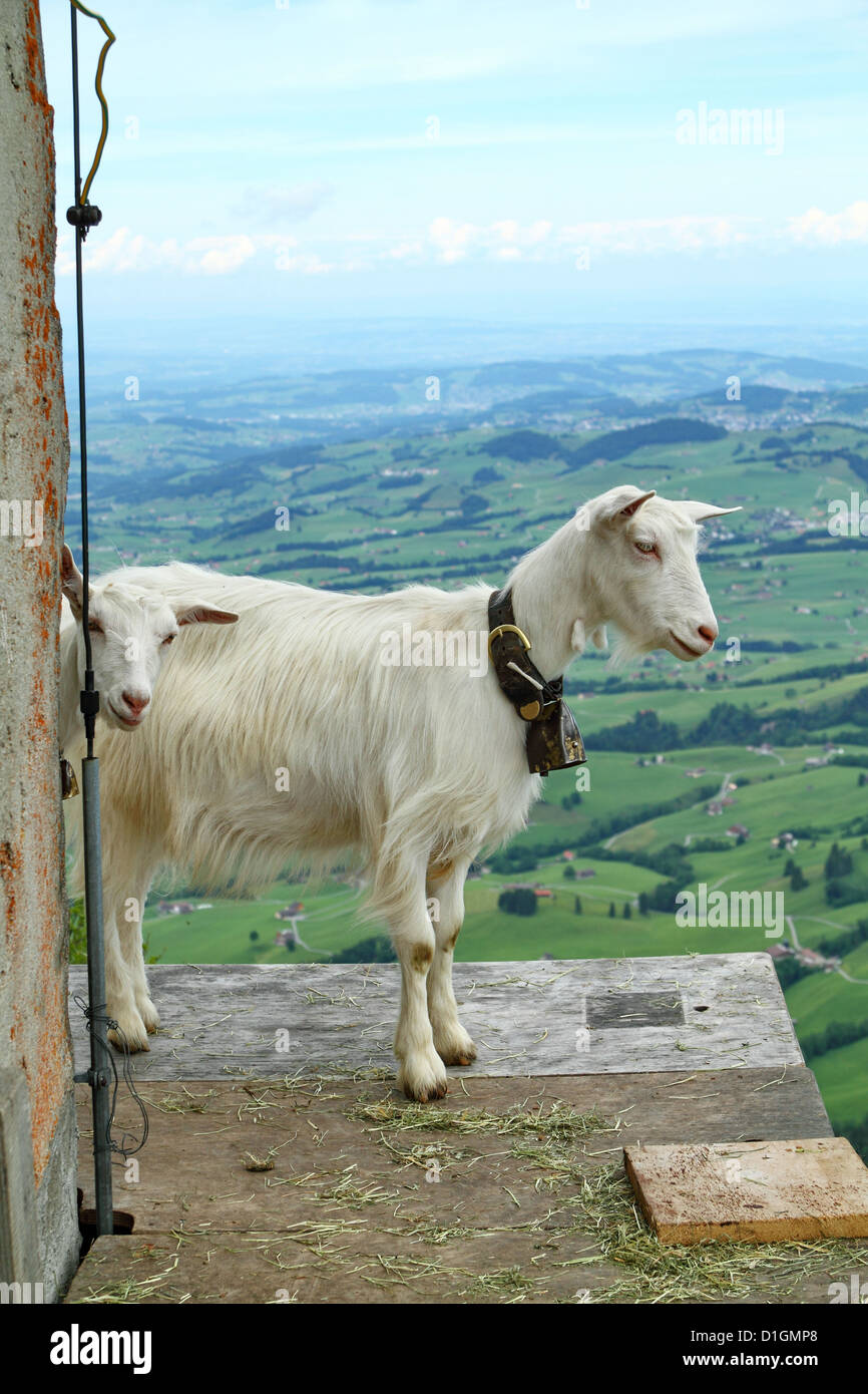 Swiss Goats on the Mountain Hoher Kasten in the Appenzell Alps, Switzerland Stock Photo Alamy