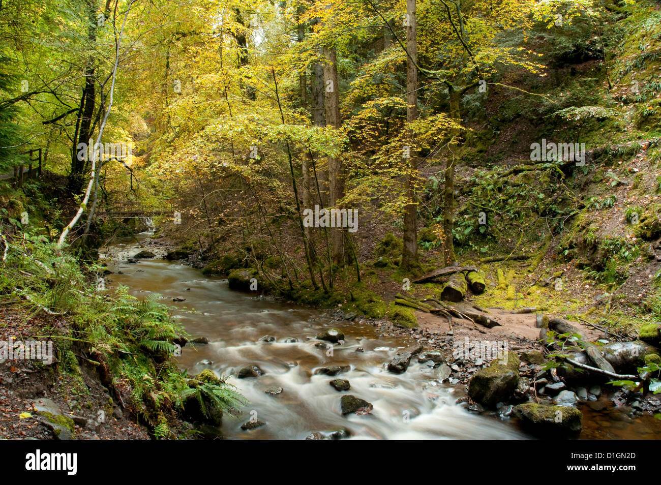 Broadleaved woodland hi-res stock photography and images - Alamy