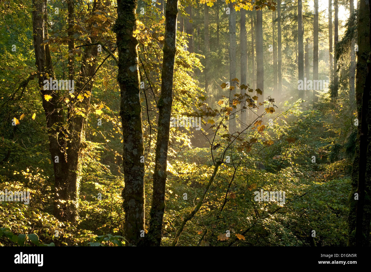 Broadleaved woodland hi-res stock photography and images - Alamy