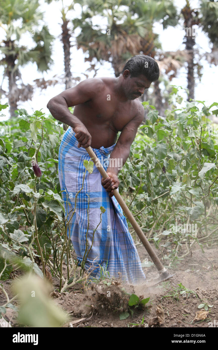 Puliyampathai, Sri Lanka, vegetable gardening for a independent supply