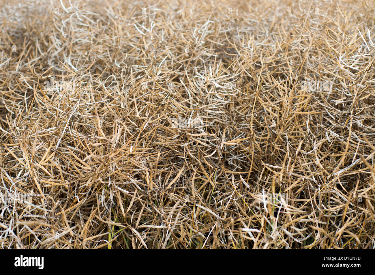 Rape field in early summer ready for harvest Stock Photo - Alamy