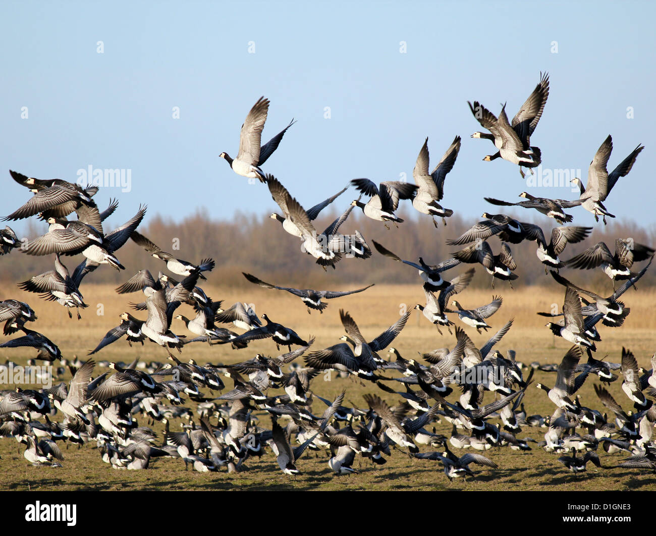Large flock of Barnacle Geese (Branta leucopsis) startled and taking off into flight Stock Photo