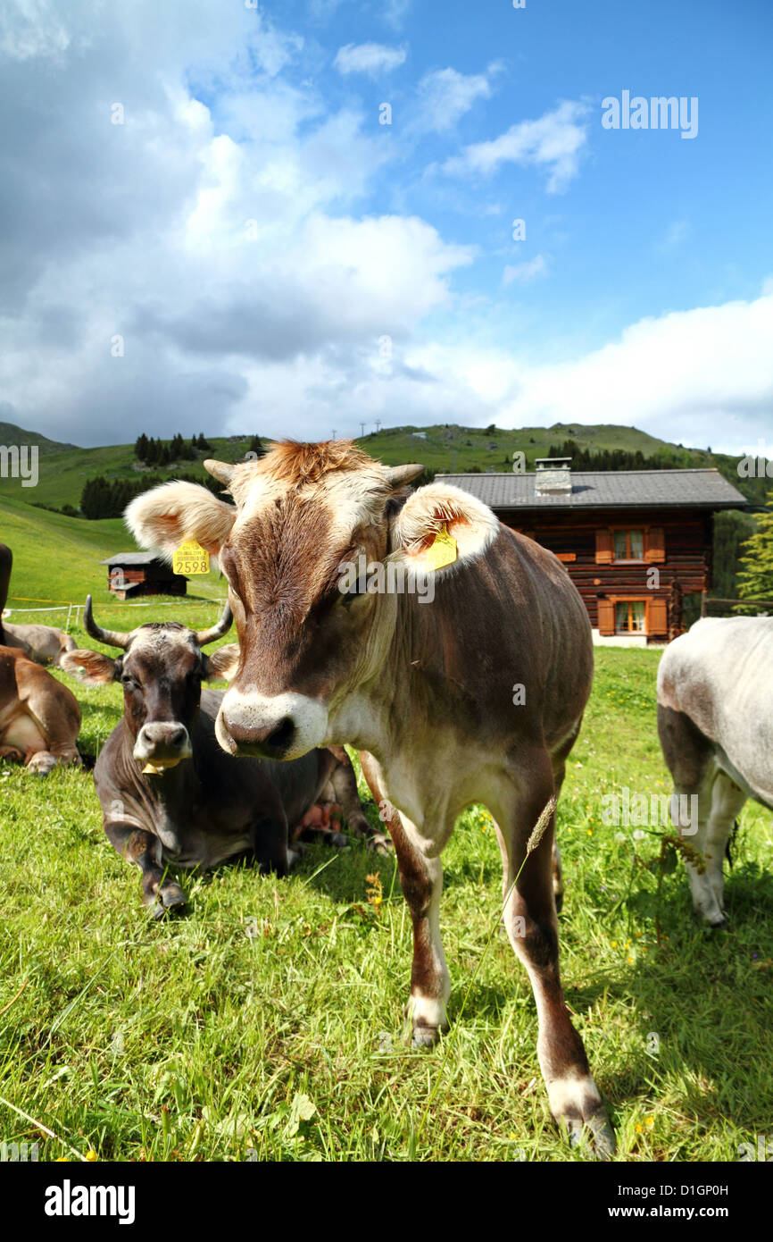 Extremely happy Cows in the Swiss Alps, Switzerland Stock Photo - Alamy