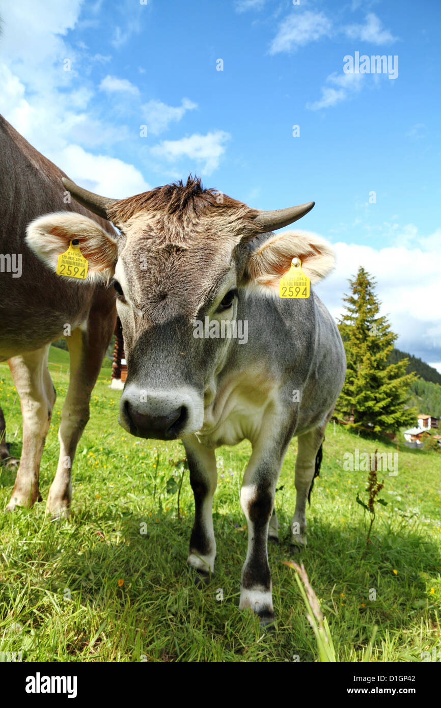 Extremely happy Cows in the Swiss Alps, Switzerland Stock Photo - Alamy