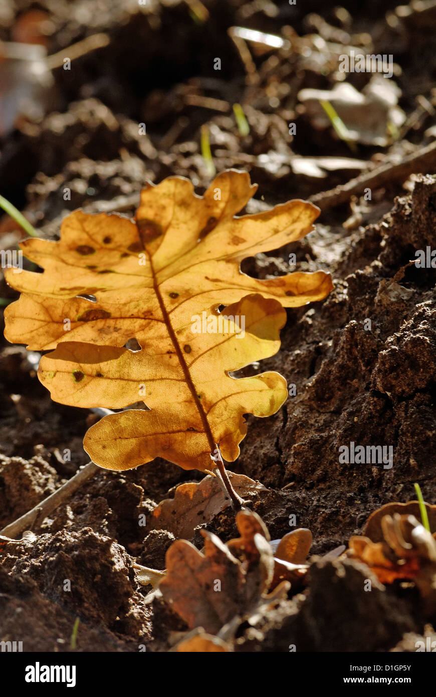 oak leaf impaled in the ground Stock Photo