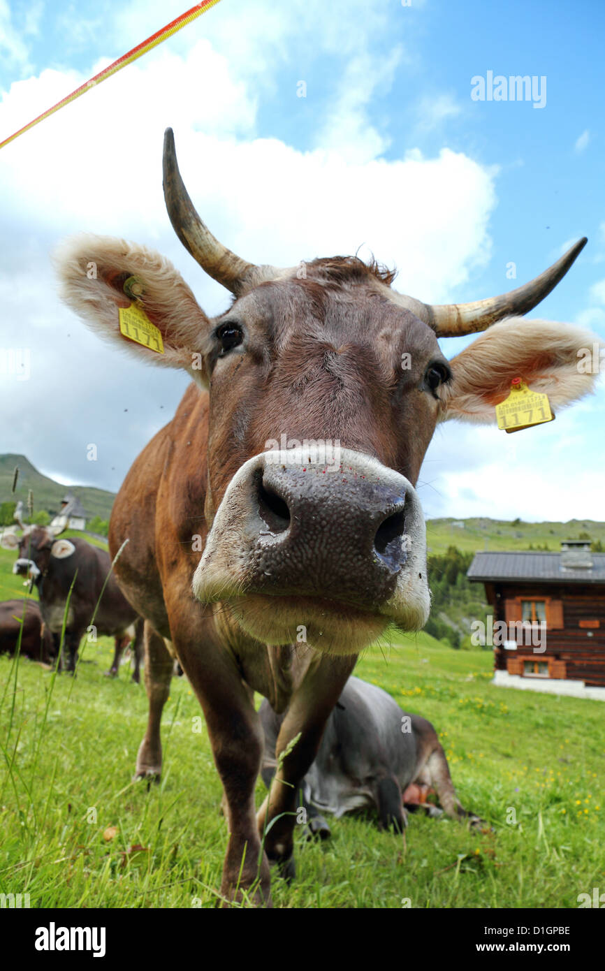 Extremely happy Cows in the Swiss Alps, Switzerland Stock Photo - Alamy