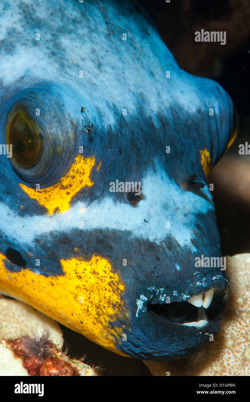 Black spotted pufferfish (Arothron nigropunctatus), Sulawesi, Indonesia, Southeast Asia, Asia Stock Photo