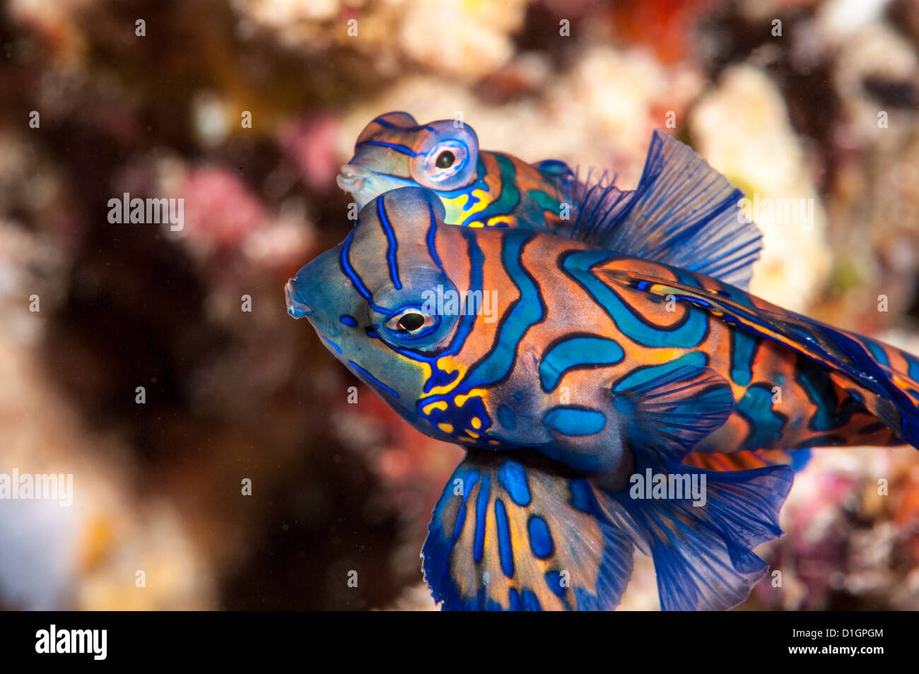 Mandarinfish (Synchiropus splendidus) mating, Sulawesi, Indonesia, Southeast Asia, Asia Stock Photo