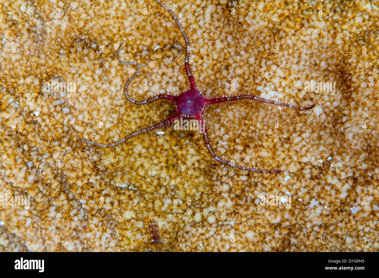Brittle star fish (Ophiothrix sp.), Sulawesi, Indonesia, Southeast Asia, Asia Stock Photo