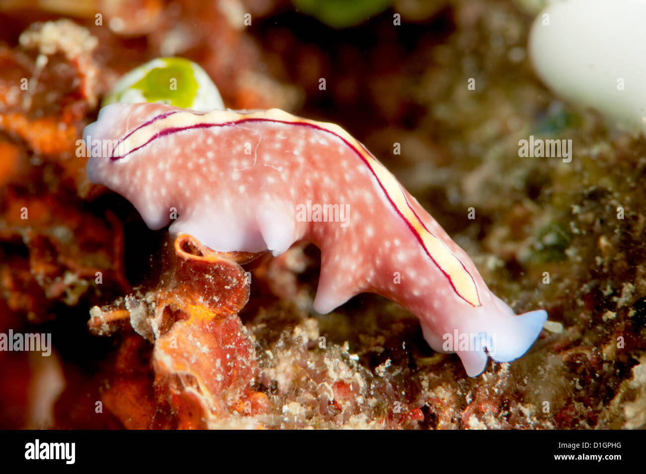 Pseudoceros bifurcus flatworm, Sulawesi, Indonesia, Southeast Asia, Asia Stock Photo