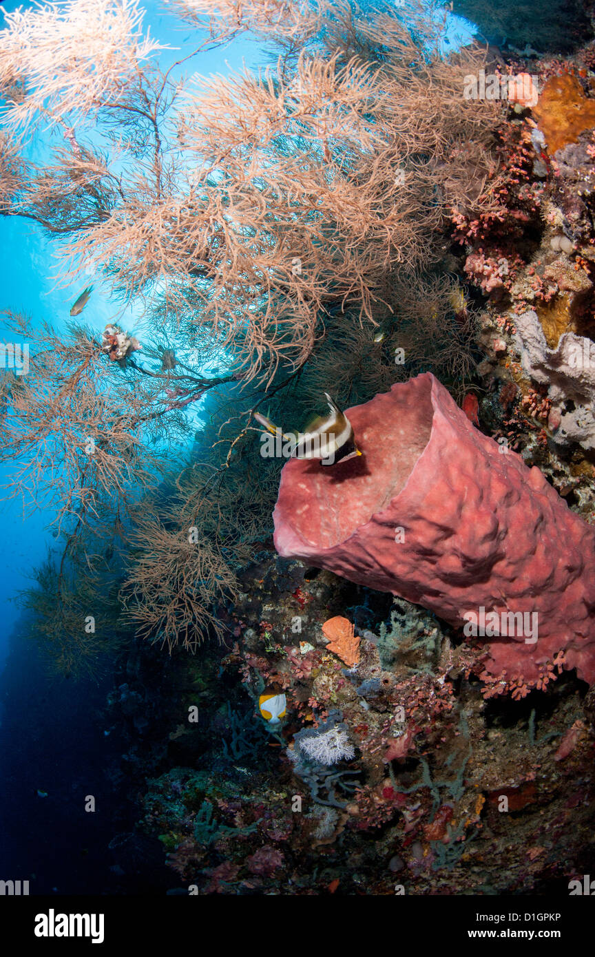 Reef with azure vase sponge and pennant bannerfish (Heniochus chrysostomus), Sulawesi, Indonesia, Southeast Asia, Asia Stock Photo