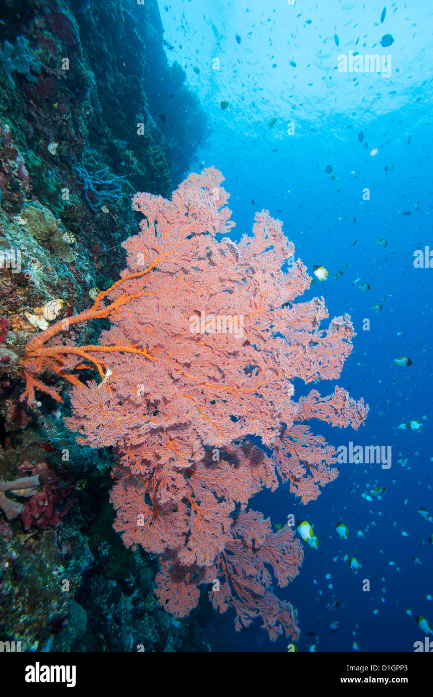 Sea fan (Acabaria), Sulawesi, Indonesia, Southeast Asia, Asia Stock Photo