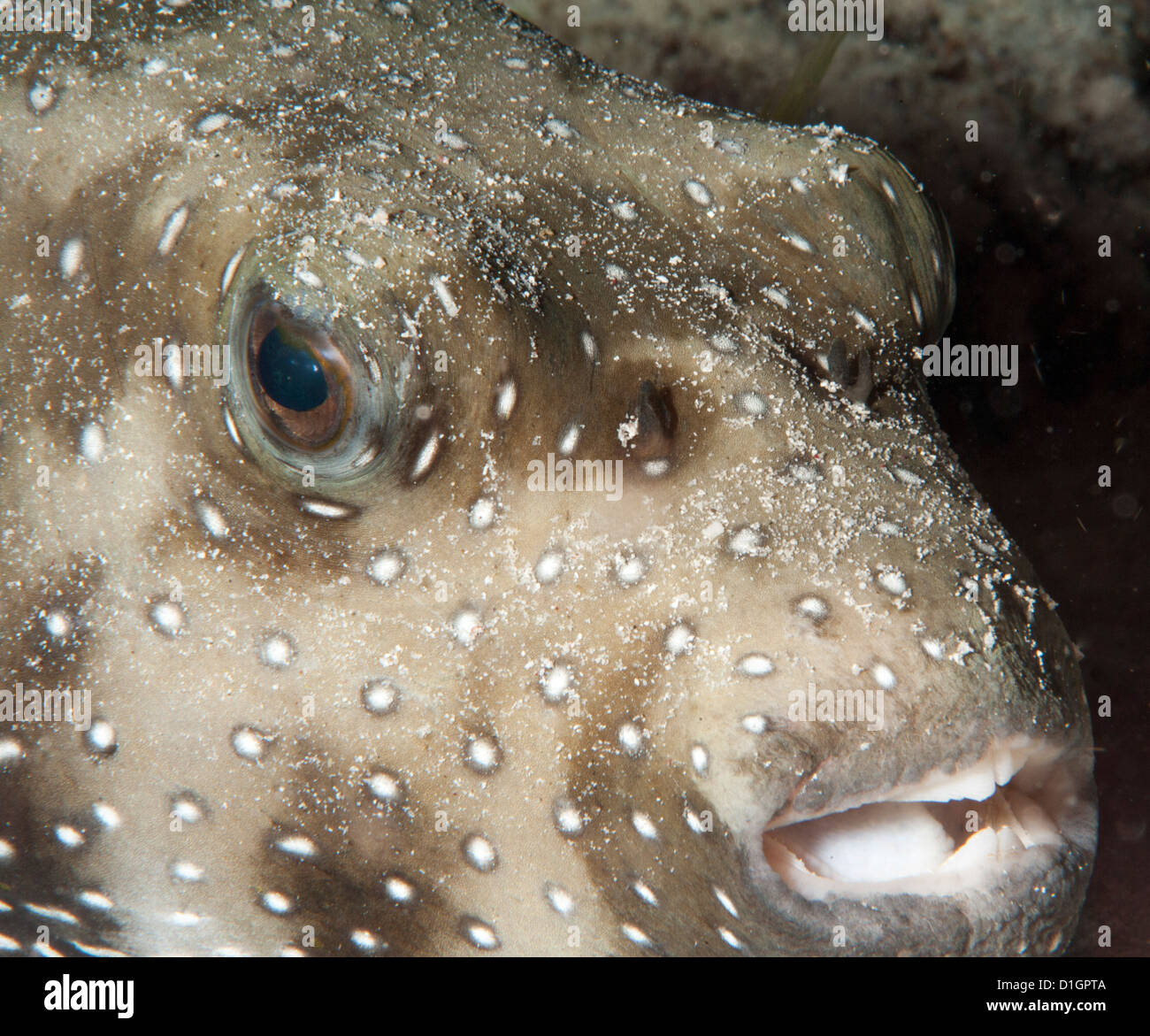 White spotted puffer fish (Arothron hispidus), Sulawesi, Indonesia, Southeast Asia, Asia Stock Photo