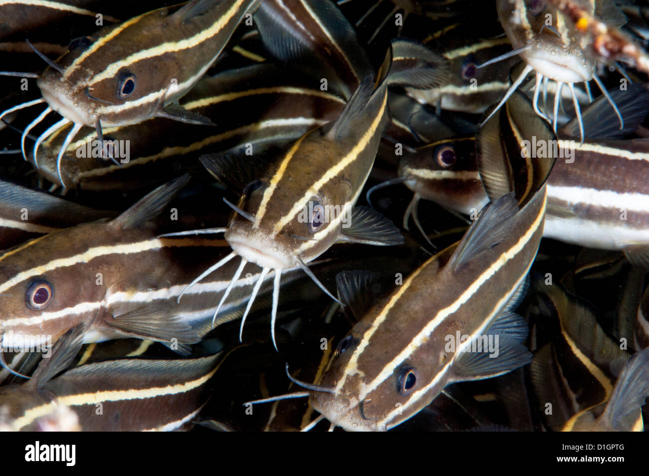 Striped catfish (Plotosus lineatus), Sulawesi, Indonesia, Southeast Asia, Asia Stock Photo