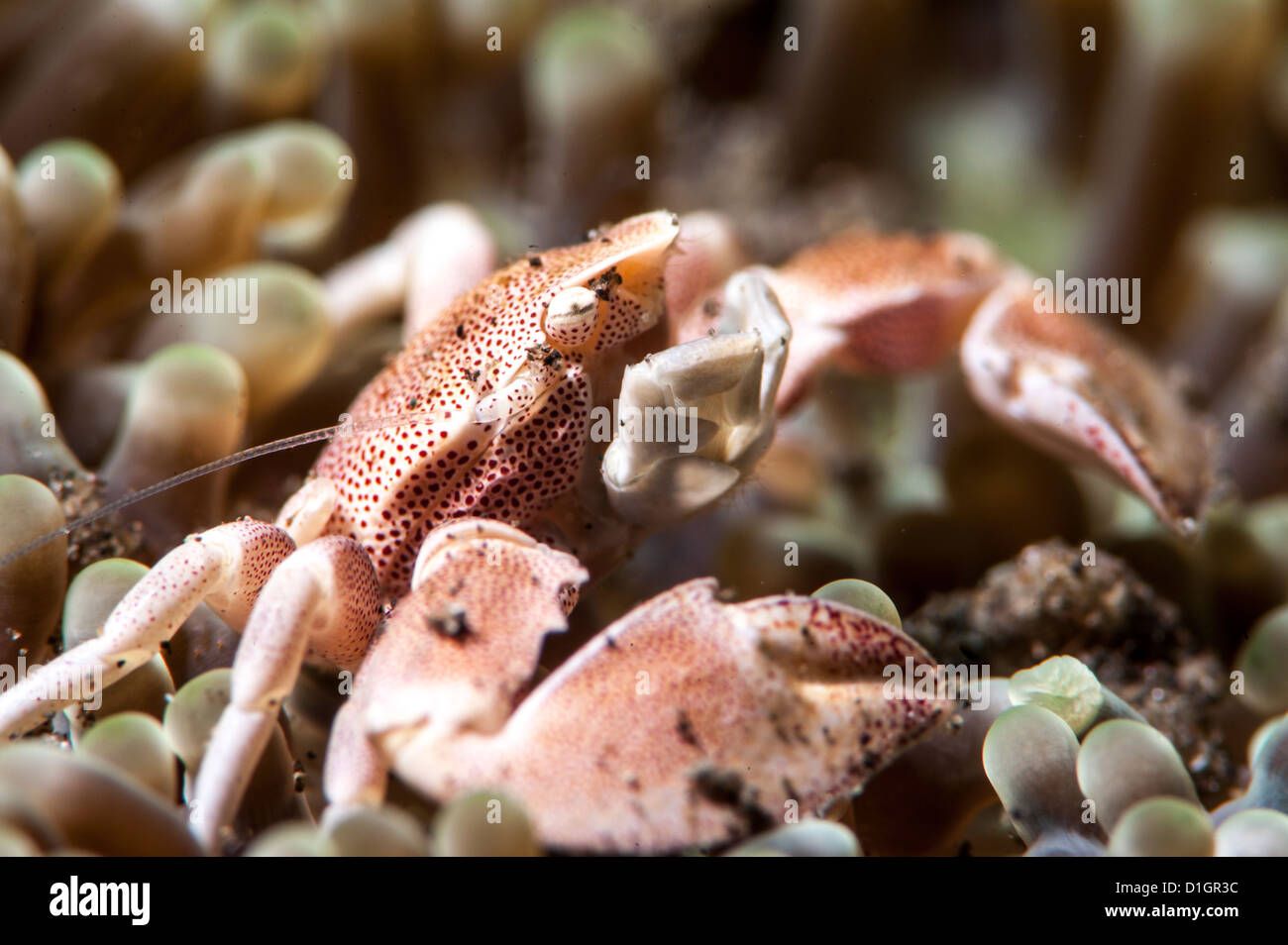 Porcelain crab (Neopetrolisthes maculata), Sulawesi, Indonesia, Southeast Asia, Asia Stock Photo