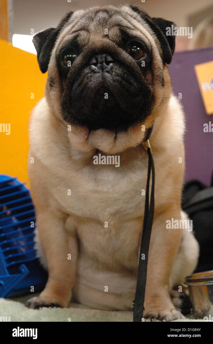 New York City, Westminster Kennel Dog Show, Madison Square Garden