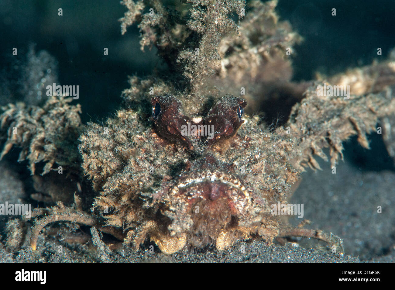 Ambon scorpionfish (Pteroidichthys amboinensis), Sulawesi, Indonesia, Southeast Asia, Asia Stock Photo