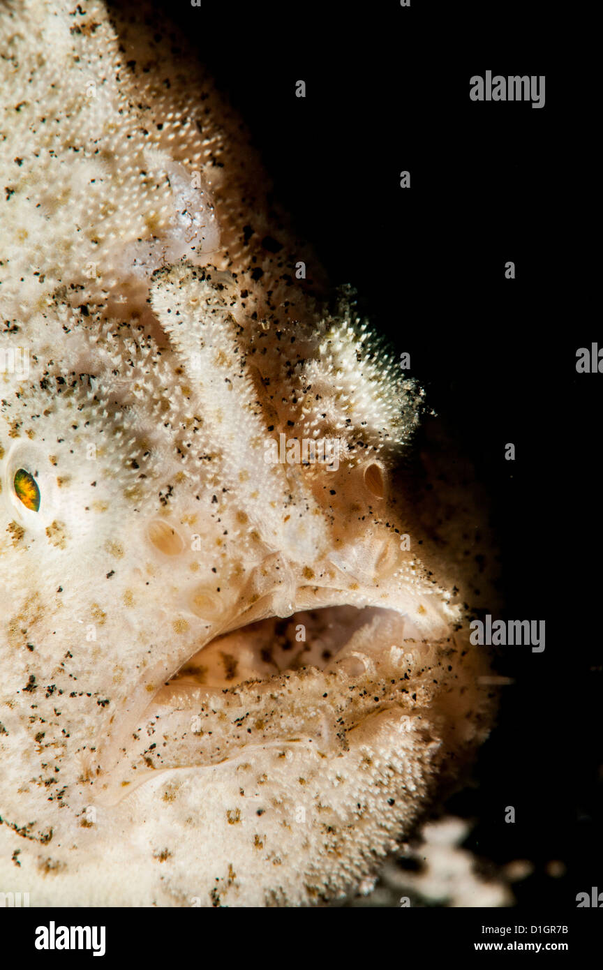 Hispid frogfish (Antennarius hispidus), Sulawesi, Indonesia, Southeast Asia, Asia Stock Photo