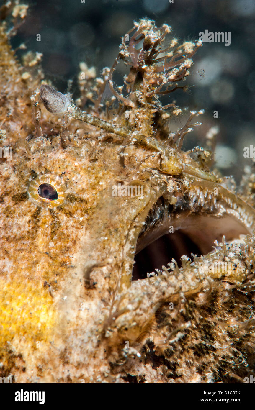 Hairy frogfish (Antennarius striatus), Sulawesi, Indonesia, Southeast Asia, Asia Stock Photo
