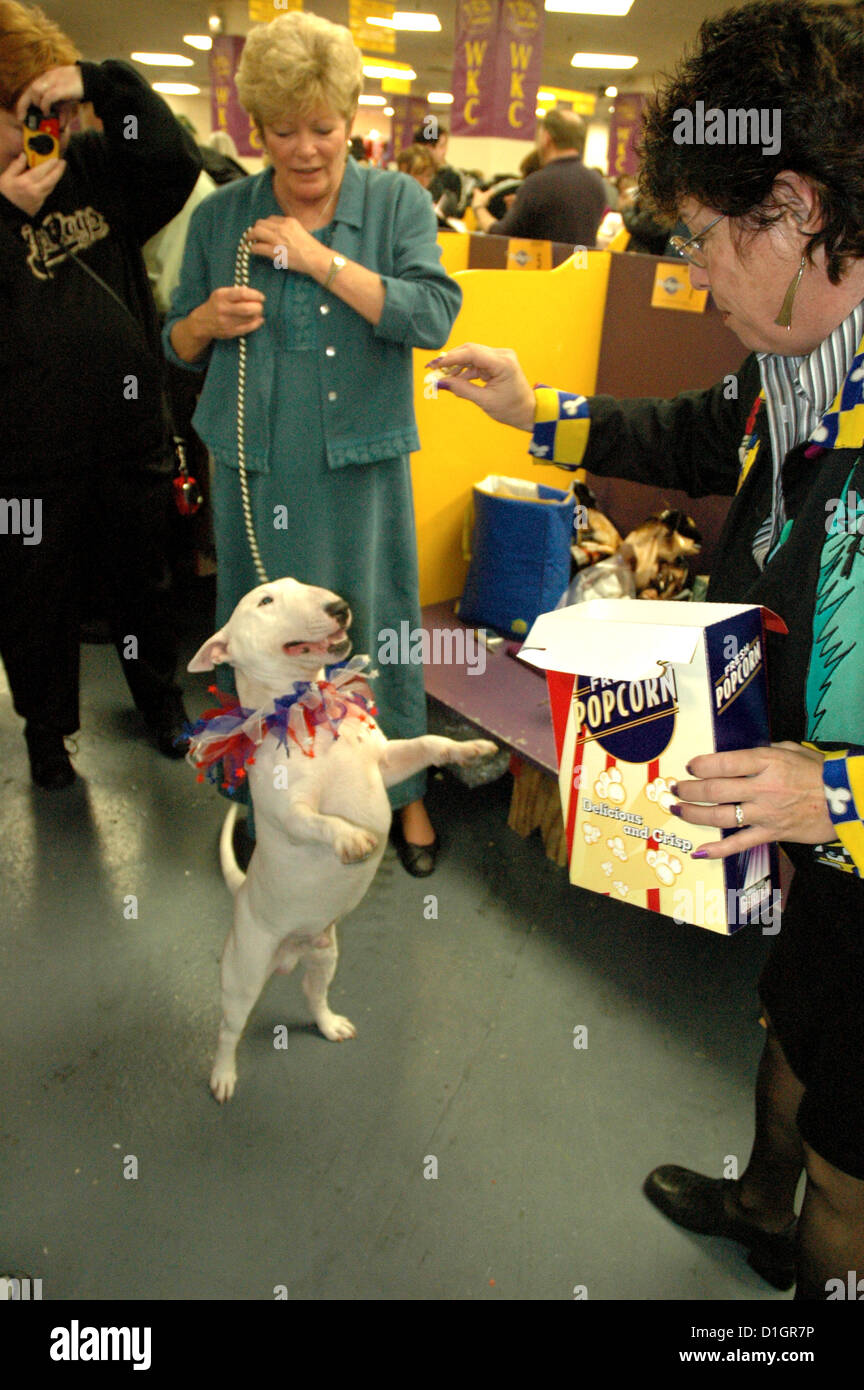 New York City, Westminster Kennel Dog Show, Madison Square Garden