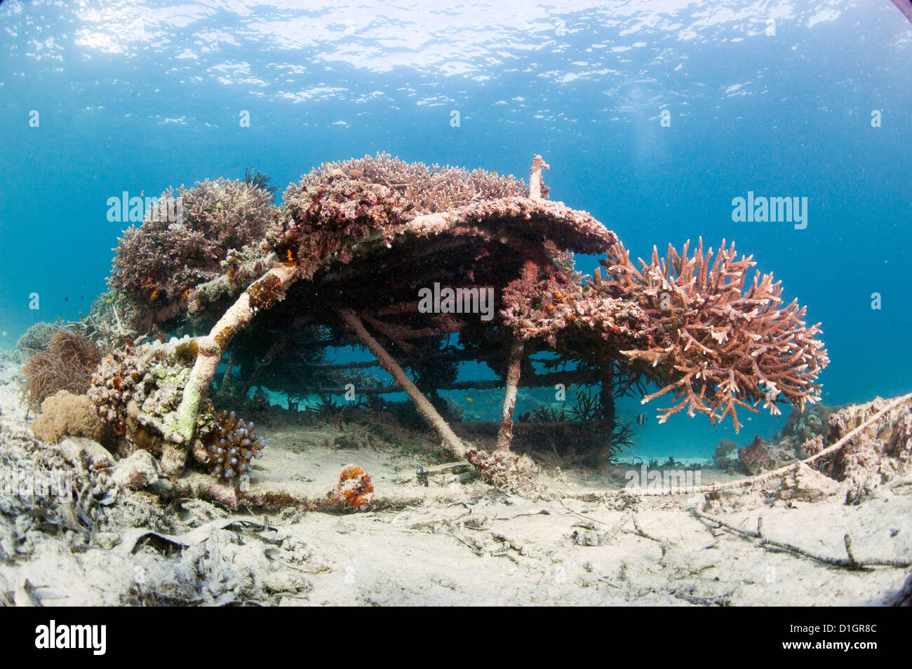 Coral encrusted biosphere in the marine reserve at Gangga Island, Sulawesi, Indonesia, Southeast Asia, Asia Stock Photo