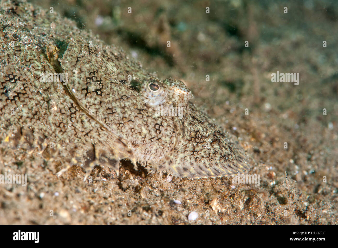 Largescale flounder (Engyprosopon grandisquama), Sulawesi, Indonesia, Southeast Asia, Asia Stock Photo