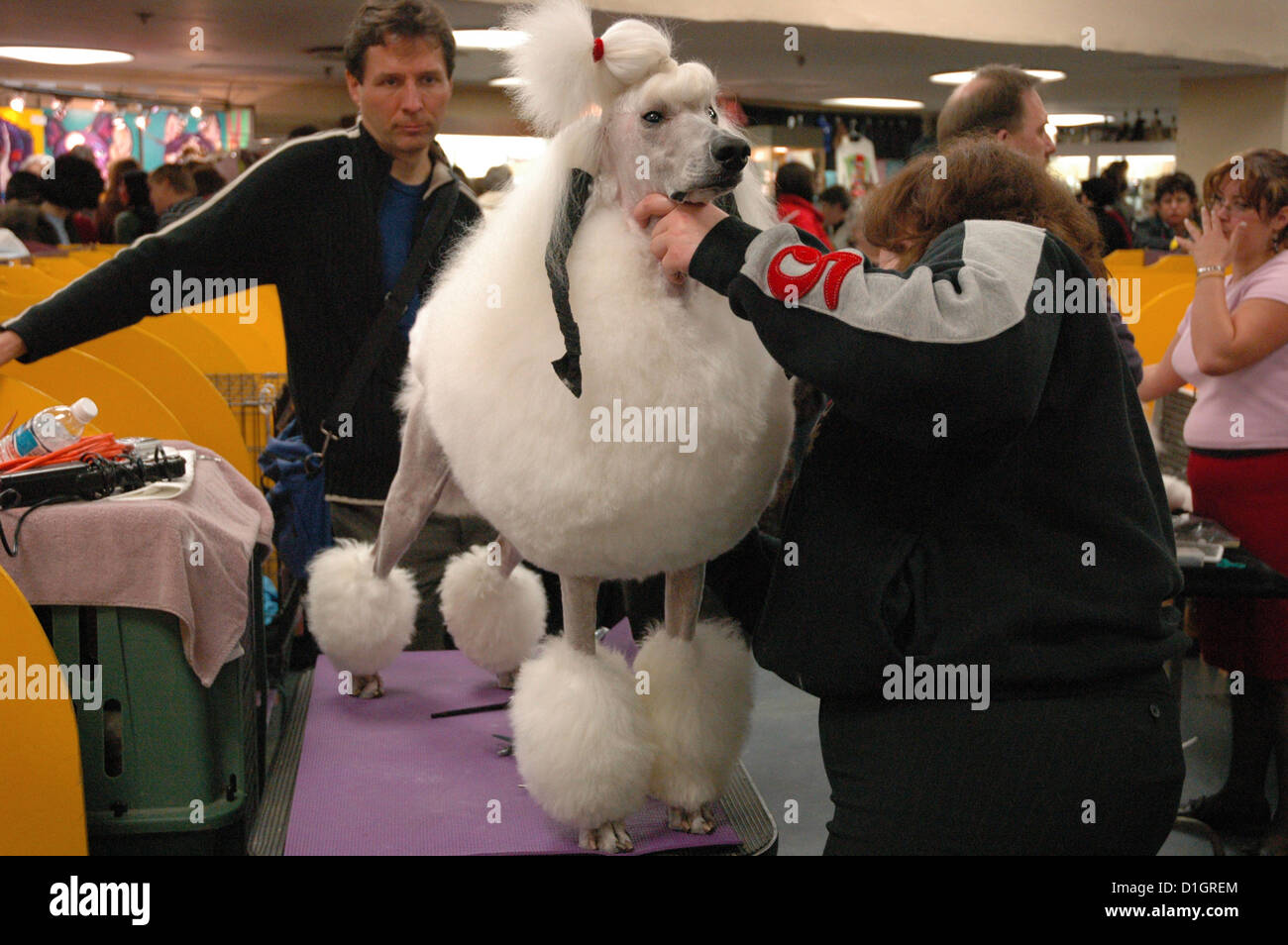 New York City, Westminster Kennel Dog Show, Madison Square Garden