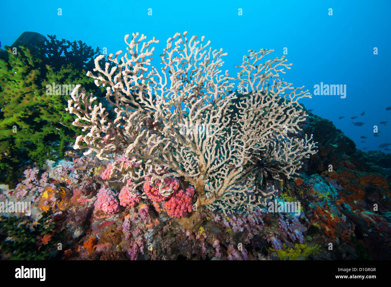 Reef scene, Sulawesi, Indonesia, Southeast Asia, Asia Stock Photo