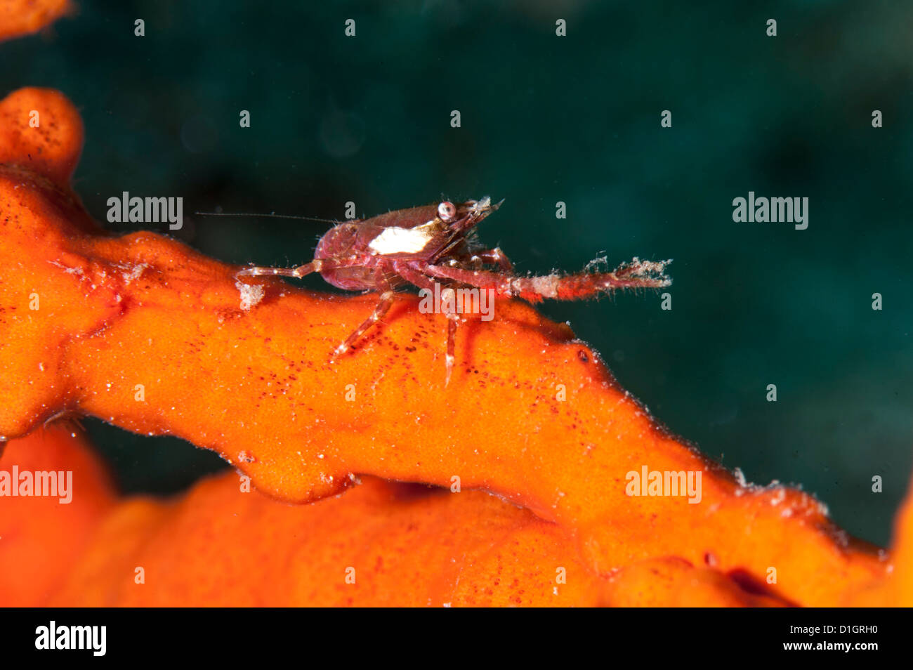 Squat lobster (Galathea sp.), Sulawesi, Indonesia, Southeast Asia, Asia