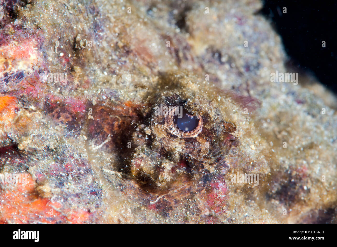 Stonefish eye, Sulawesi, Indonesia, Southeast Asia, Asia Stock Photo
