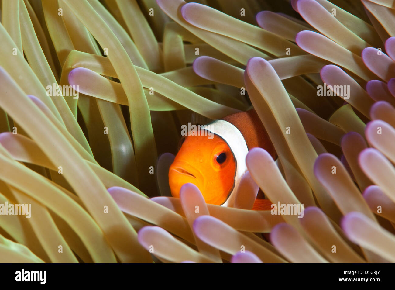 Clarks anemonefish (Amphiprion clarkii), Sulawesi, Indonesia, Southeast Asia, Asia Stock Photo