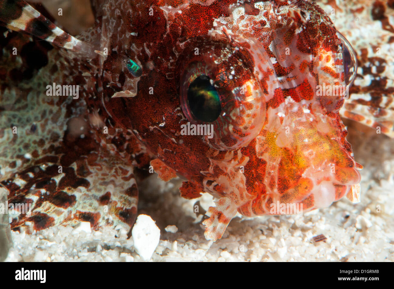 Shortfin lionfish (Dendrochirus brachypterus), Sulawesi, Indonesia, Southeast Asia, Asia Stock Photo