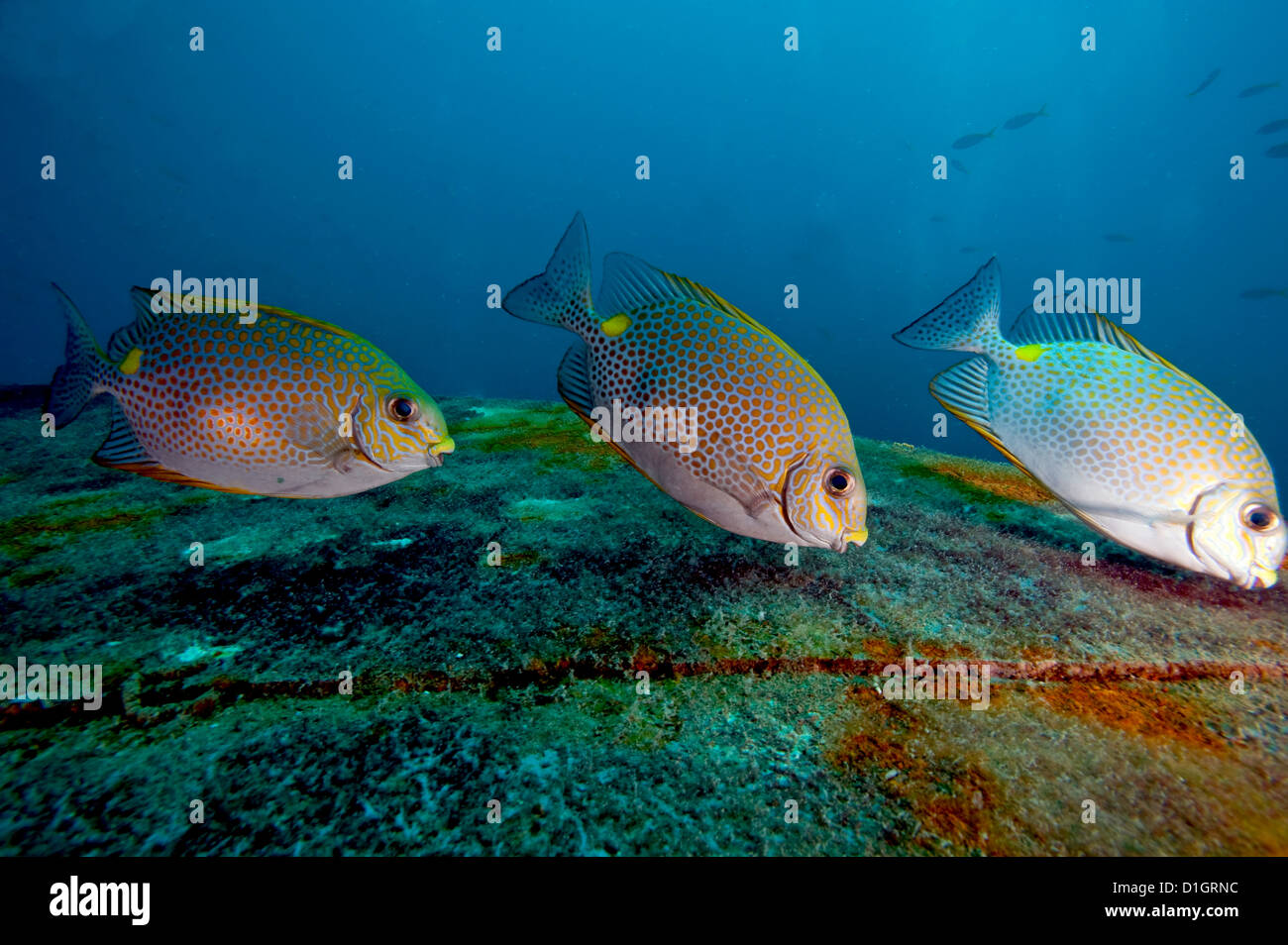 Three golden rabbitfish (Siganus guttatus) feeding, Thailand, Southeast Asia, Asia Stock Photo
