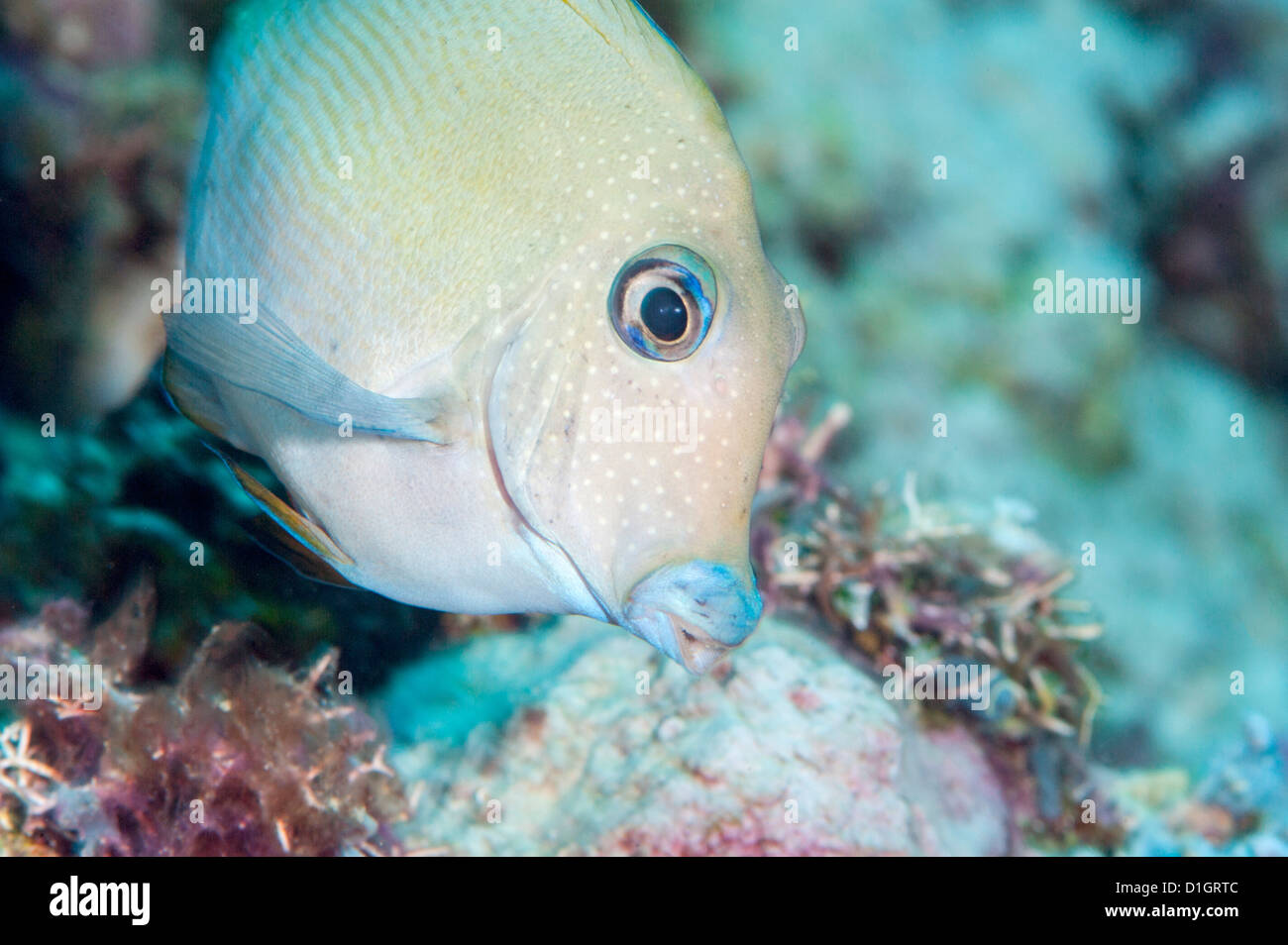 Blue lined surgeonfish (Acanthurus nigroris), Sulawesi, Indonesia, Southeast Asia, Asia Stock Photo