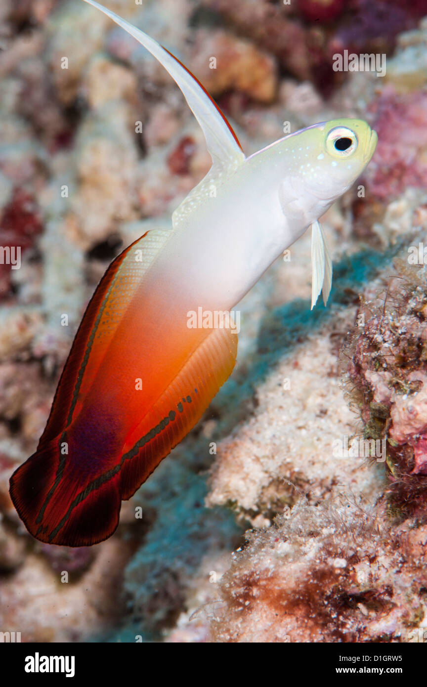 Red Fire Fish High Resolution Stock Photography and Images - Alamy