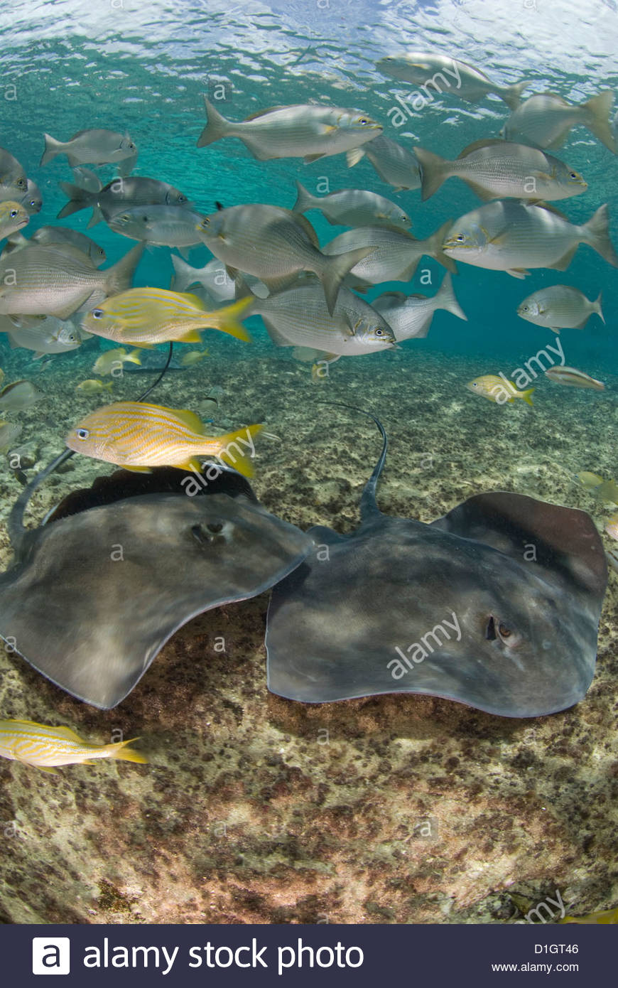 Caribbean Fish High Resolution Stock Photography and Images Alamy
