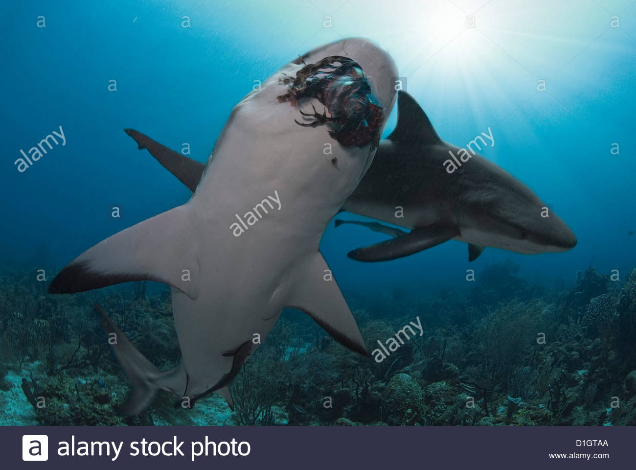 Caribbean reef shark eating lionfish (Pterois volitans) with the sun