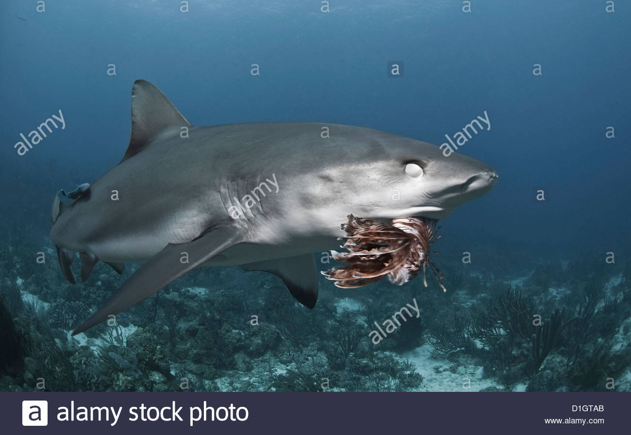 Caribbean reef shark eating lionfish and showing nictitating Stock