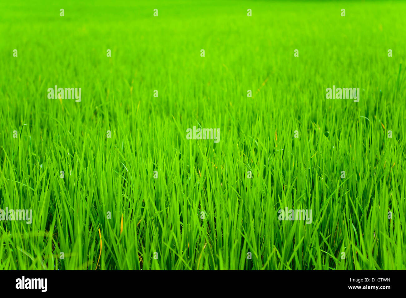 Rice paddy field close up in Ubud, Bali, Indonesia, Southeast Asia, Asia Stock Photo