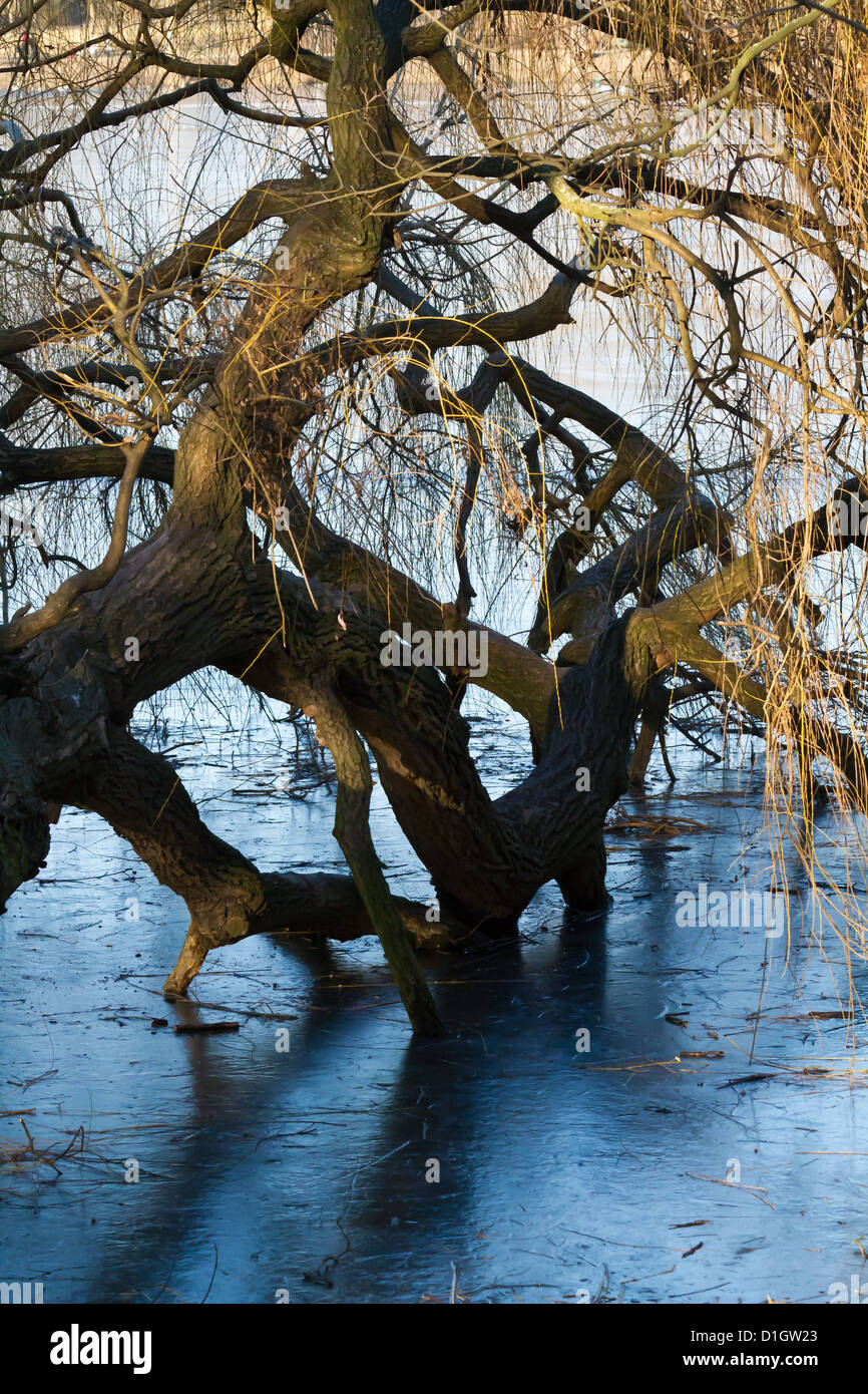 Tree in the frozen Lake Weißensee in Berlin Pankow during Winter Time, Germany Stock Photo