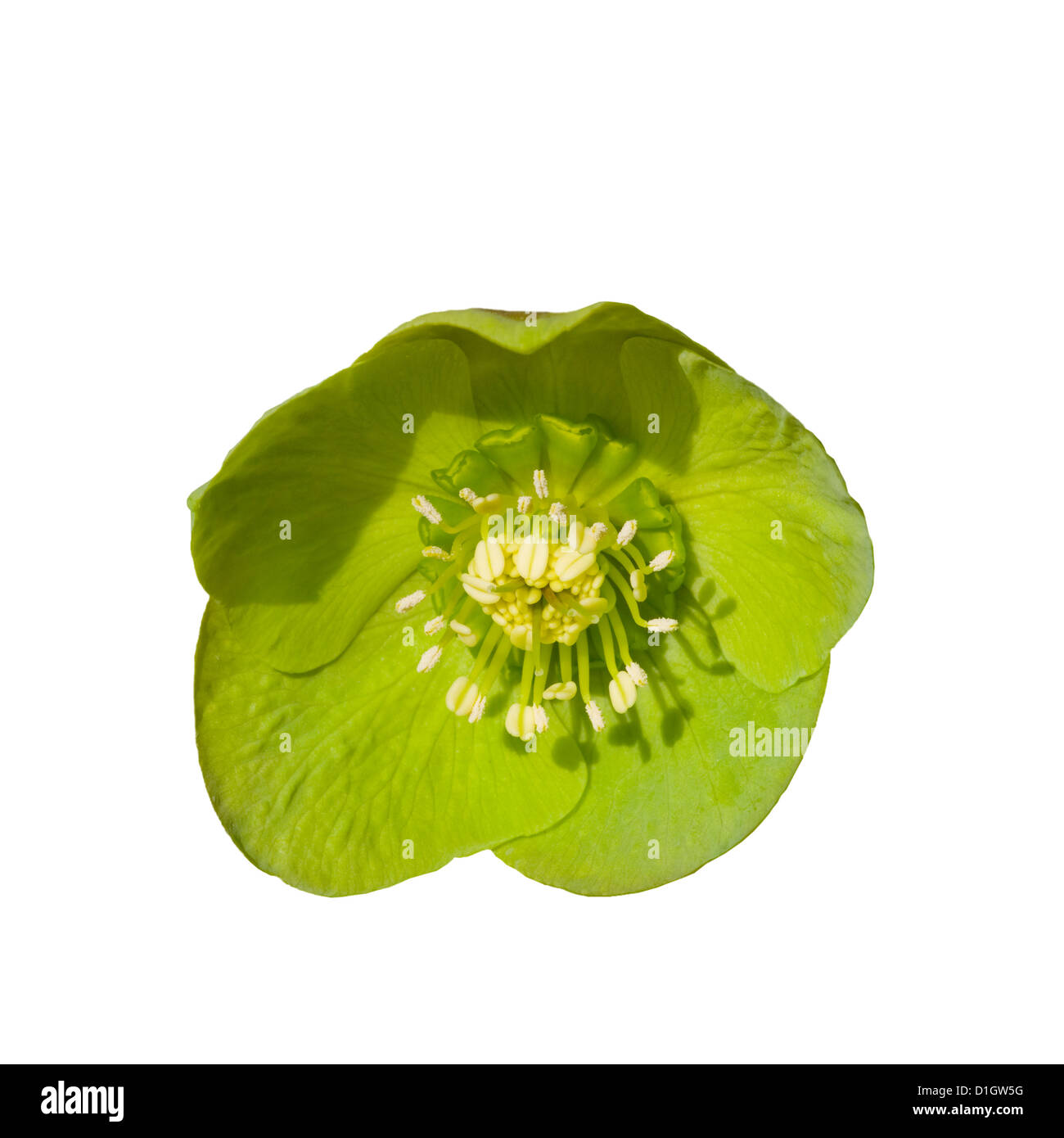 Helleborus Virdis " Bears Foot " Green Hellebore Stock Photo